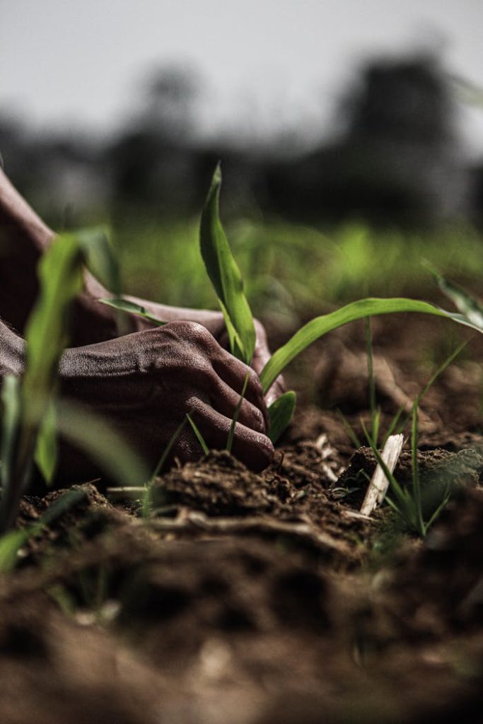 Close-up of hands planting seedlings in a rural field in India, symbolizing growth and agriculture.