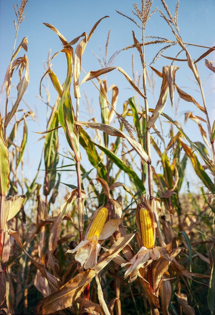 Golden corn cobs ready for harvest in a sunlit rural cornfield.